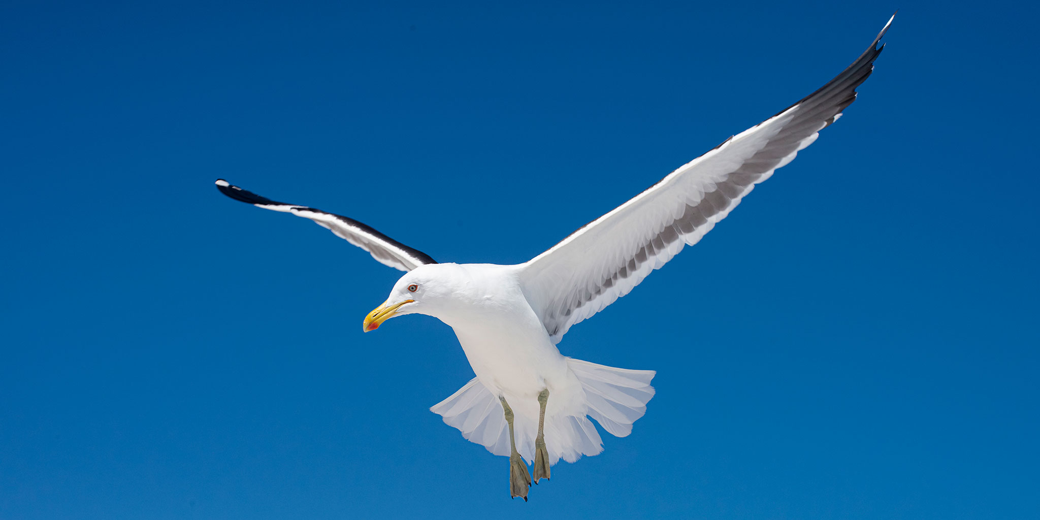 gaivota.jpg