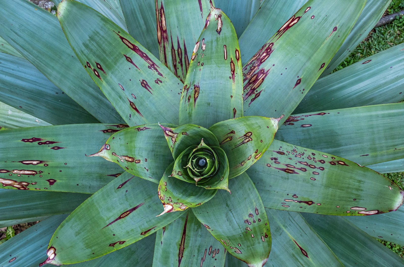 Bromelia (Bromélia)